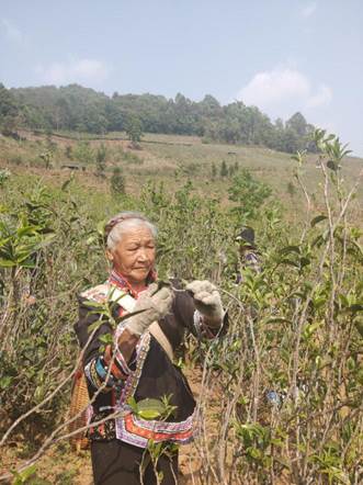 滇商雅韻 云南大葉之滇商貿(mào)文化藝術交流活動縱覽